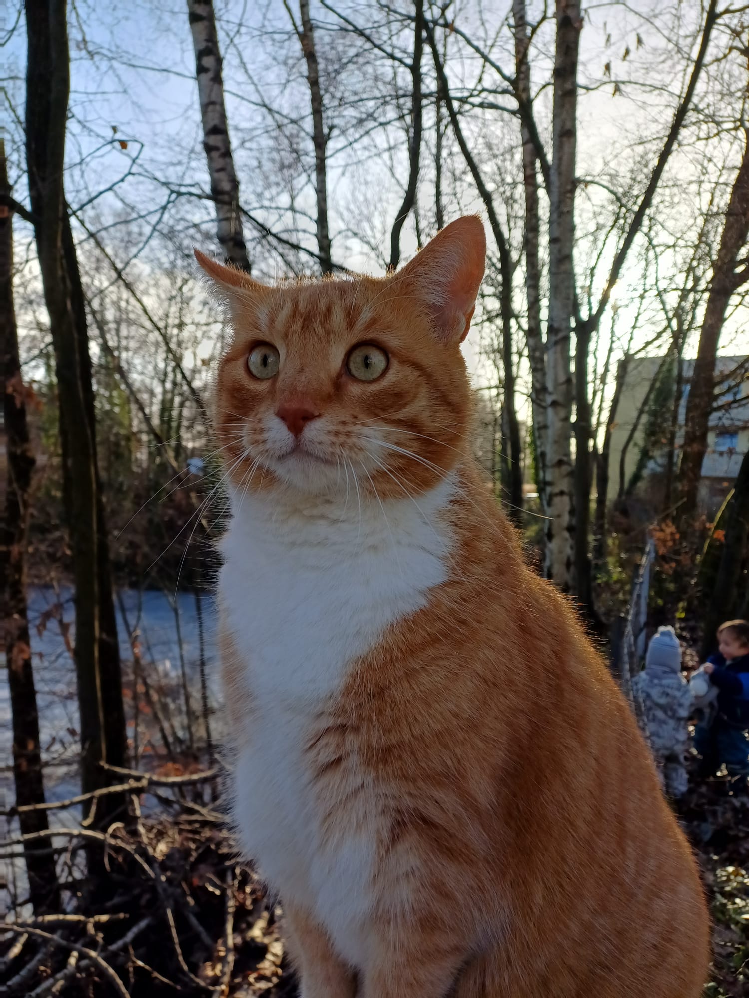 Unsere Hauskatze – ein aufgeweckter roter Kater