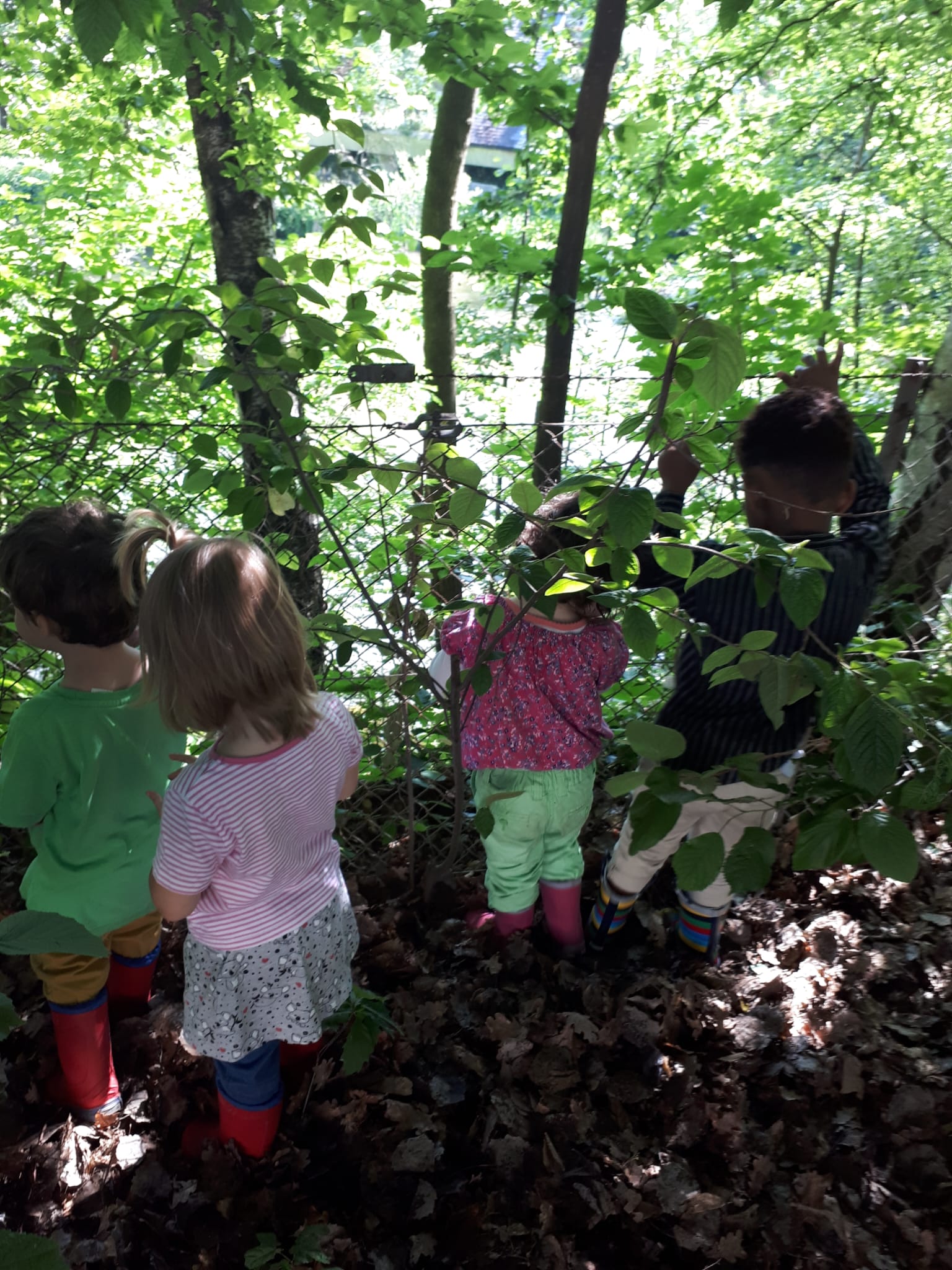 Kinder erkunden den Wald, stehen vor einem Zaun und beobachten die Natur